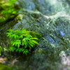 渓流5