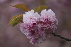 八重桜