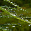 雨上がりの雫その２