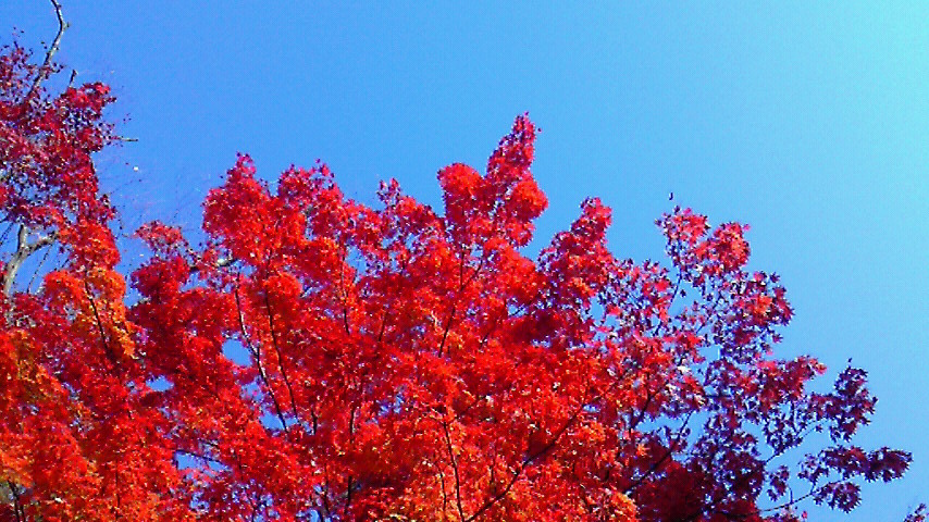 そろそろ紅葉シーズン