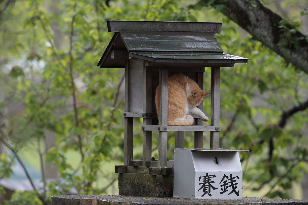 雨宿り
