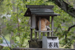 雨宿り