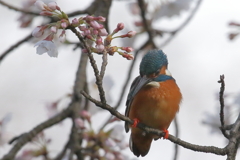 桜3