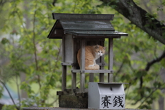 雨宿り2