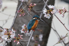 さくら-1