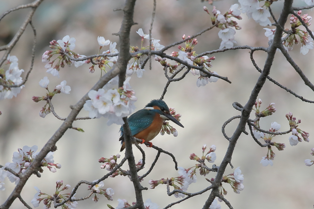 桜４