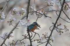 桜４