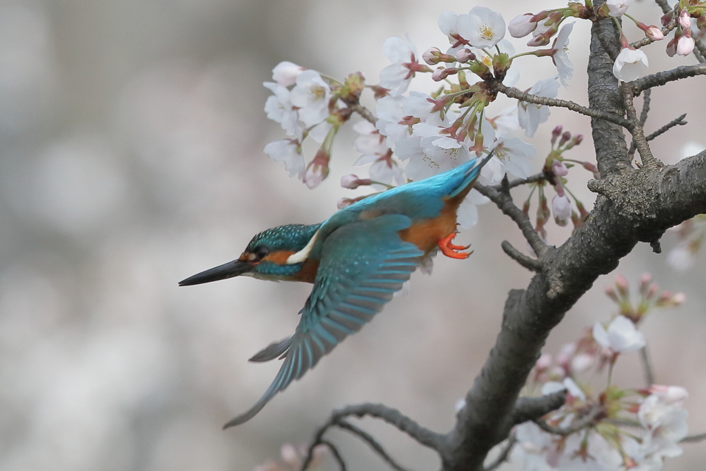 桜5