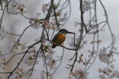 桜２