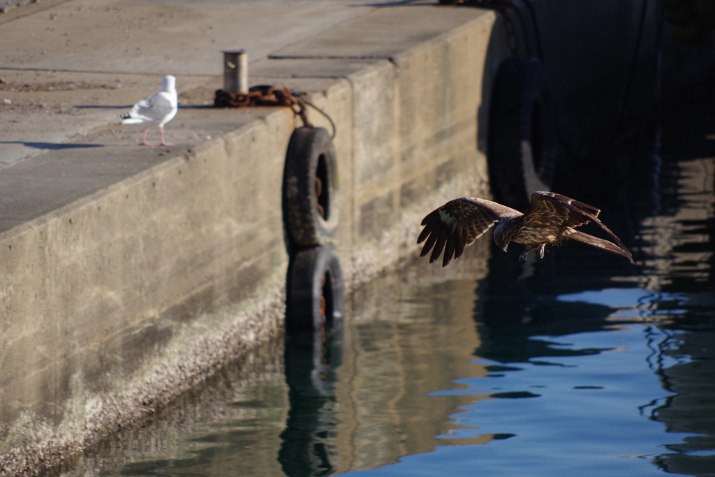 鳶