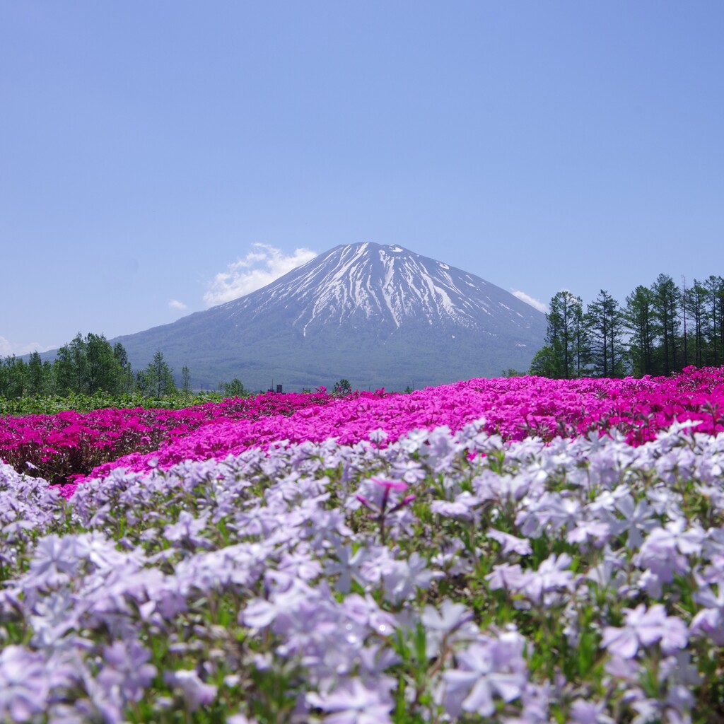 ひとんちの芝桜