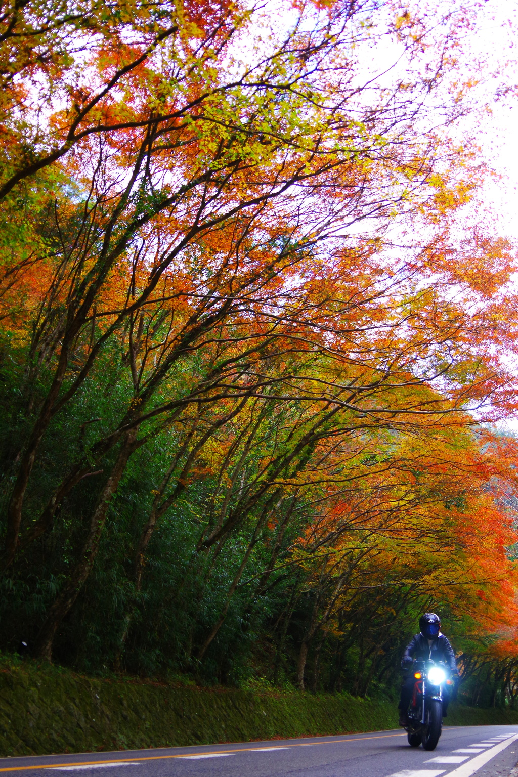 ひさし紅葉
