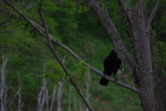 立ち枯れと慈鳥