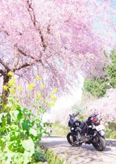 枝垂桜とバイクと石畳