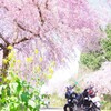 枝垂桜とバイクと石畳