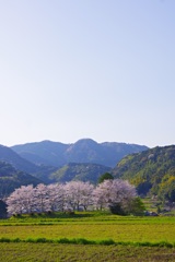 田畑と桜