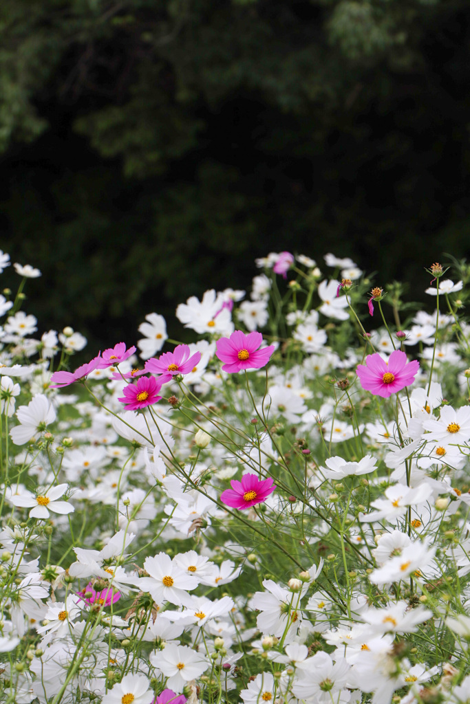 5175ED11-4B72-4D2E-9E5C-4045578B05E9