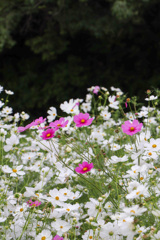 5175ED11-4B72-4D2E-9E5C-4045578B05E9