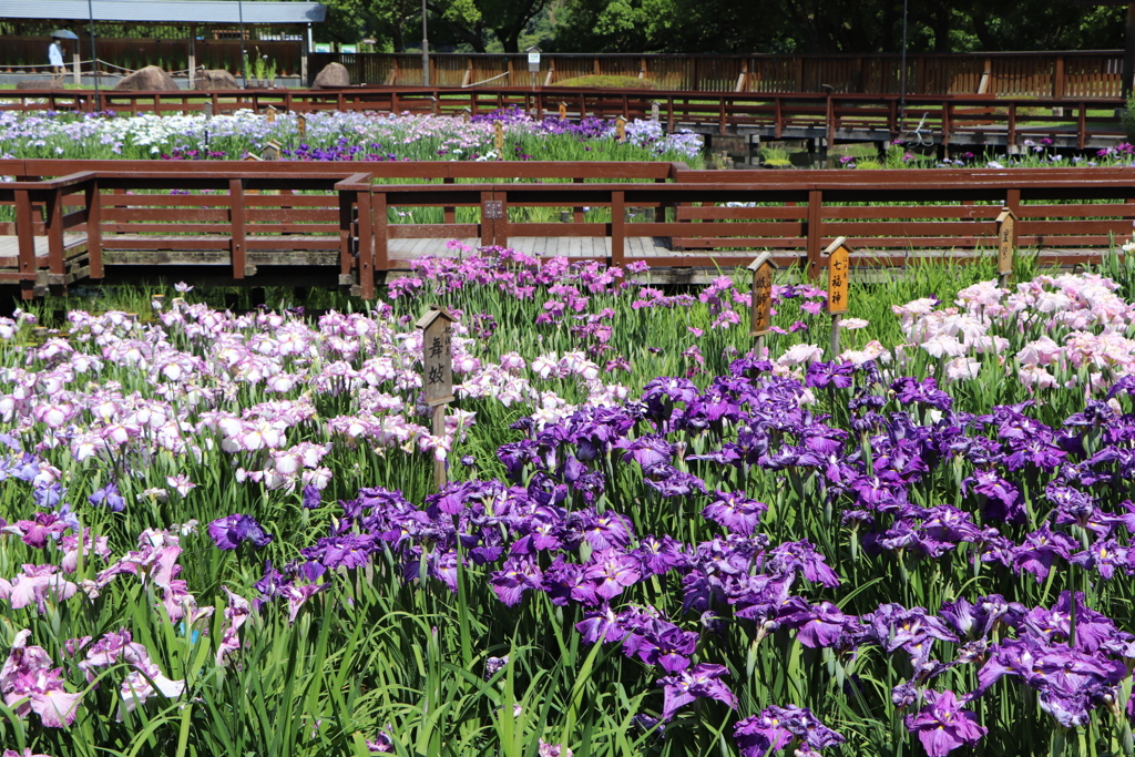 山田池公園　菖蒲園