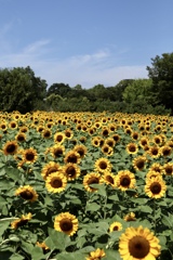 長居植物園の向日葵