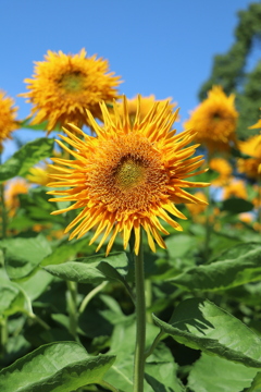 750E5D10-9F38-4A2F-8B37-78BB0732C9C3