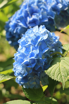 山田池公園　紫陽花