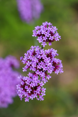 FB83B9AD-D6A6-45C2-9C9A-A7EA2E8D36A1