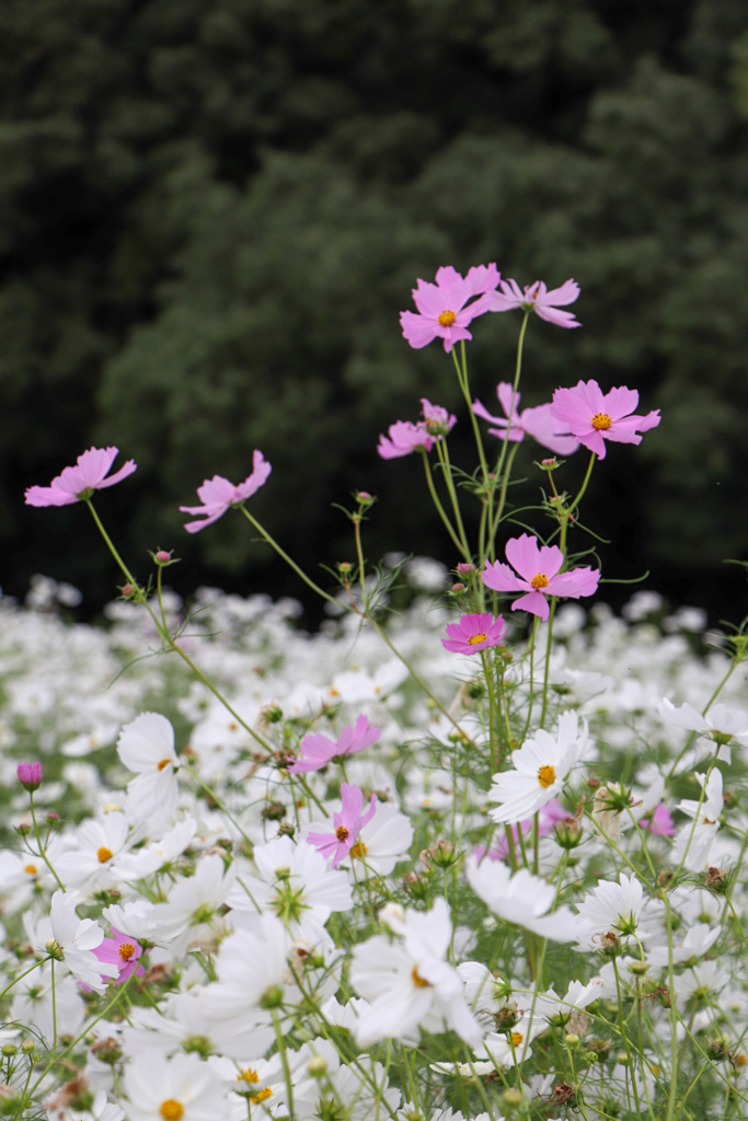 59690C61-BA74-4348-89BE-CB1FEBF9212C