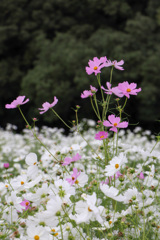 59690C61-BA74-4348-89BE-CB1FEBF9212C