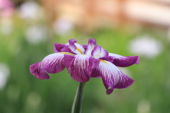 山田池公園　菖蒲園