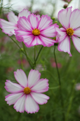 D46070DC-4264-4A5B-BEB6-10B3B523FB9F