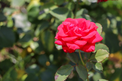 A5EA98DD-67ED-42D2-8E30-8514D680F121