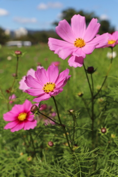 C647F440-34D4-4E15-A4DD-A89B50088296