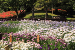 山田池公園　菖蒲園