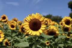 暑さに負けずに頑張ってます