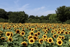 暑さに負けずに頑張ってます