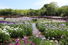 山田池公園