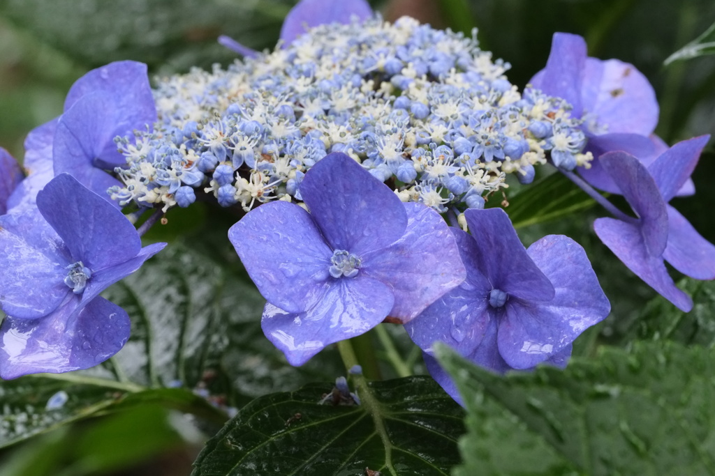 紫陽花その3