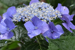 紫陽花その3