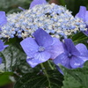 紫陽花その3
