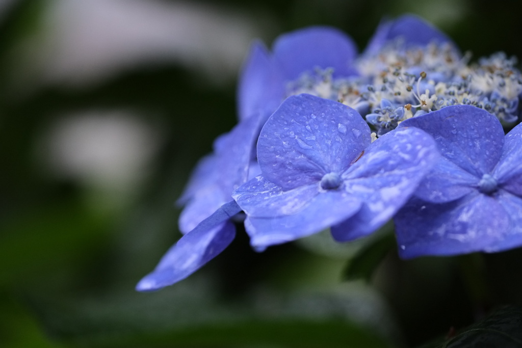 雨の日紫陽花