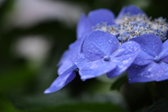雨の日紫陽花