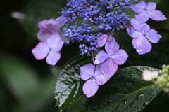紫陽花その2