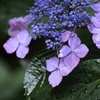 紫陽花その2