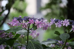 紫陽花その4