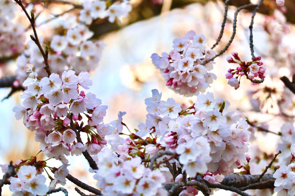 桜 @動物園