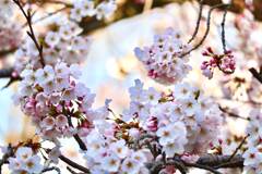 桜 @動物園