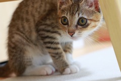 猫がやってきた