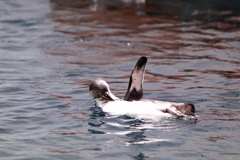 ペンギン「はぁーい」