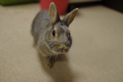うさぎのらび